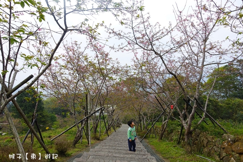 住宿推薦,南投住宿,南投親子住宿,賞櫻,賞螢