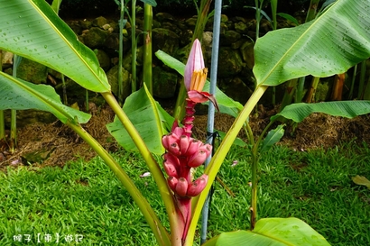 來集集找鈞焺 FUN 暑假,嗨翻集集金色蕉年華,第一次露營,第一露推薦,集集景點,集集露營,露營初體驗