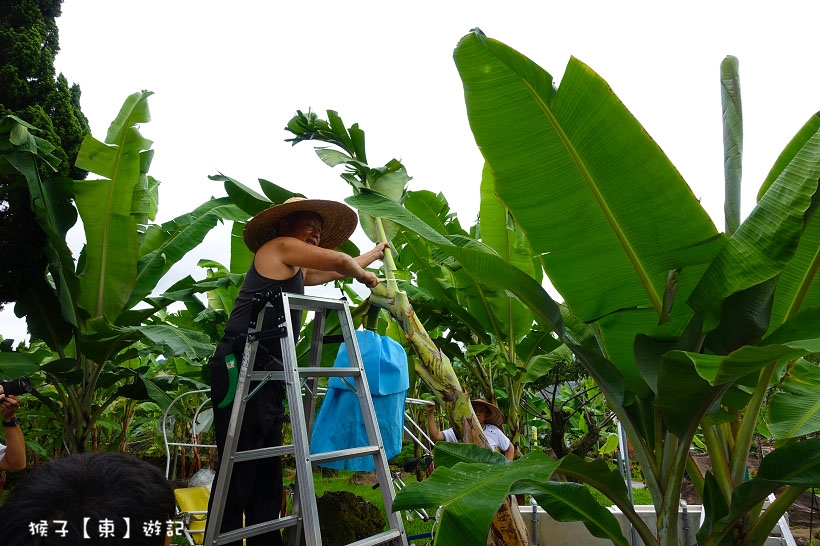 來集集找鈞焺 FUN 暑假,嗨翻集集金色蕉年華,第一次露營,第一露推薦,集集景點,集集露營,露營初體驗