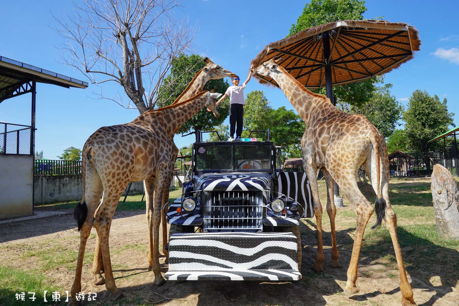 大城動物園,大城動物園門票,大城包車,大城獅子動物園,大城獅子園