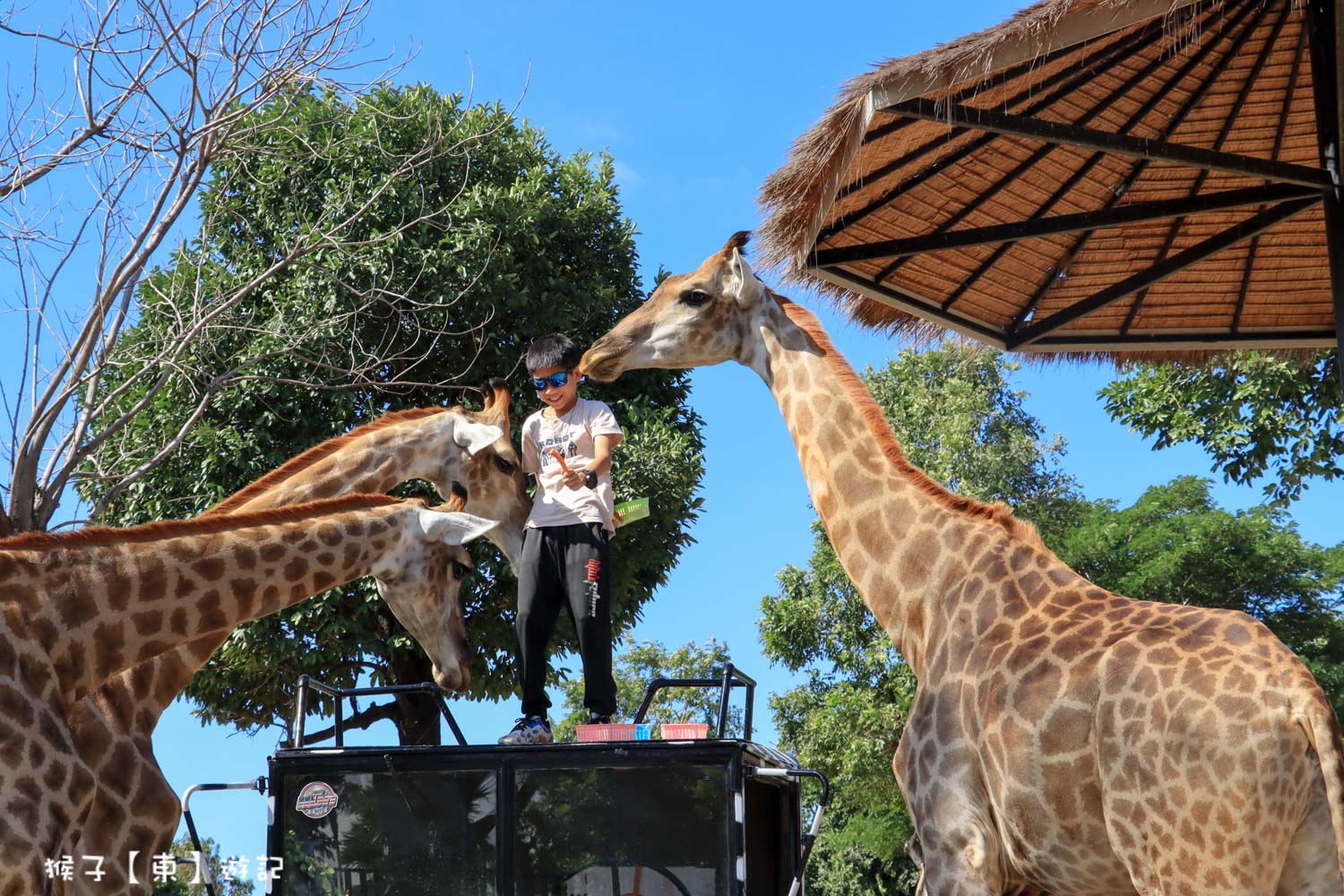 大城動物園,大城動物園門票,大城包車,大城獅子動物園,大城獅子園