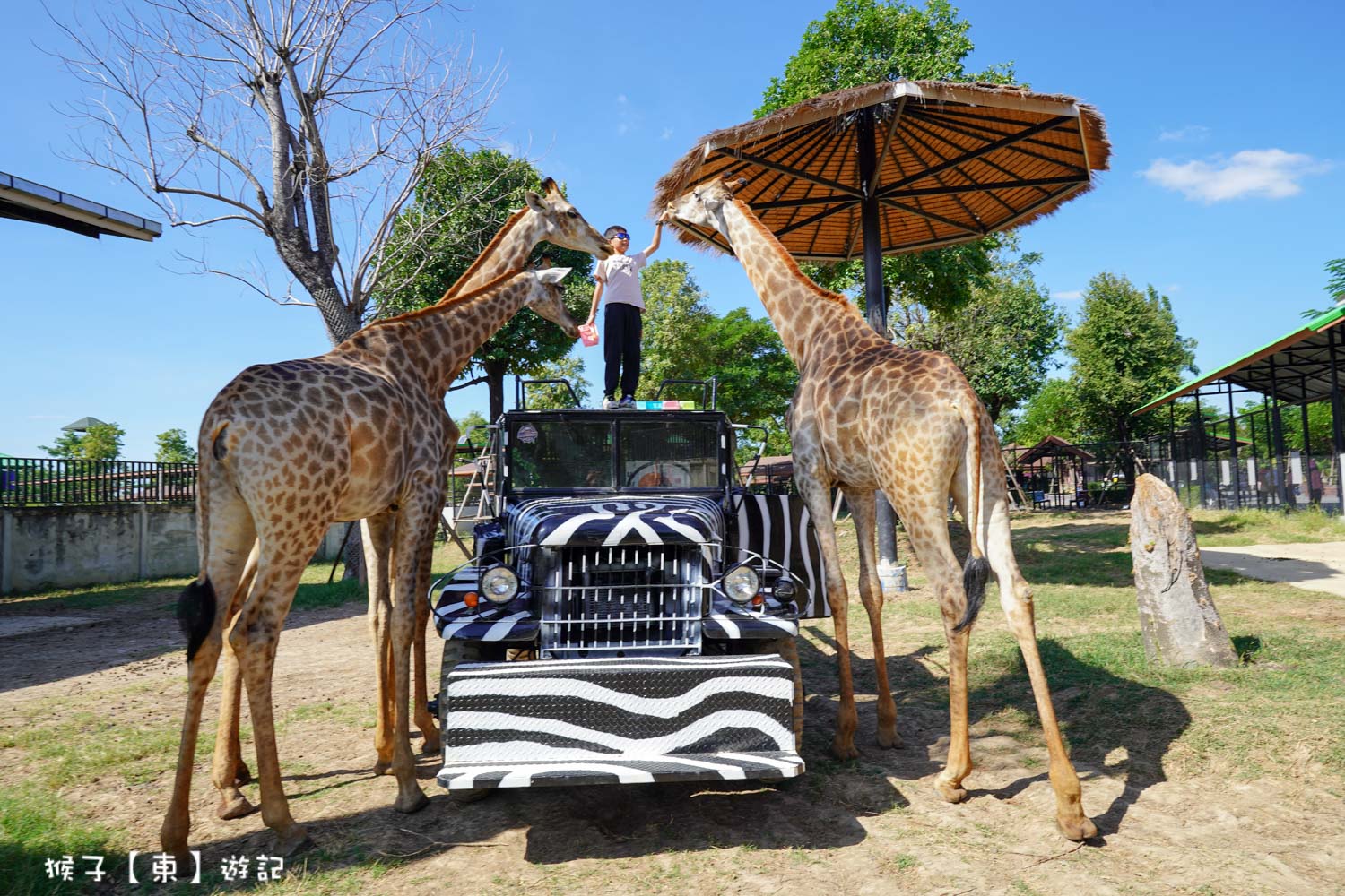 大城動物園,大城動物園門票,大城包車,大城獅子動物園,大城獅子園