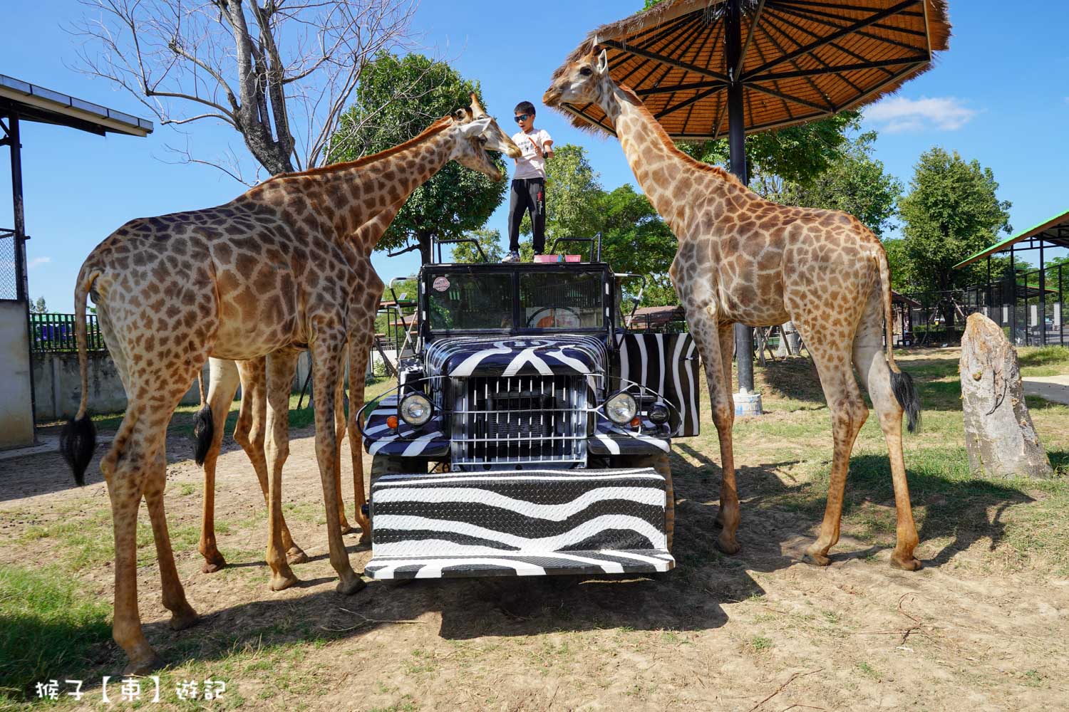 大城動物園,大城動物園門票,大城包車,大城獅子動物園,大城獅子園