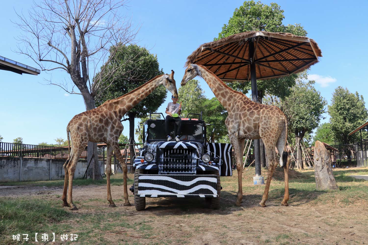 大城動物園,大城動物園門票,大城包車,大城獅子動物園,大城獅子園