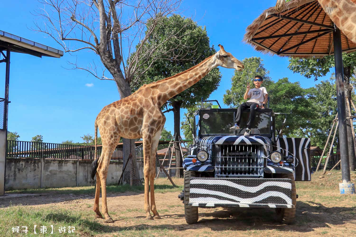 大城動物園,大城動物園門票,大城包車,大城獅子動物園,大城獅子園