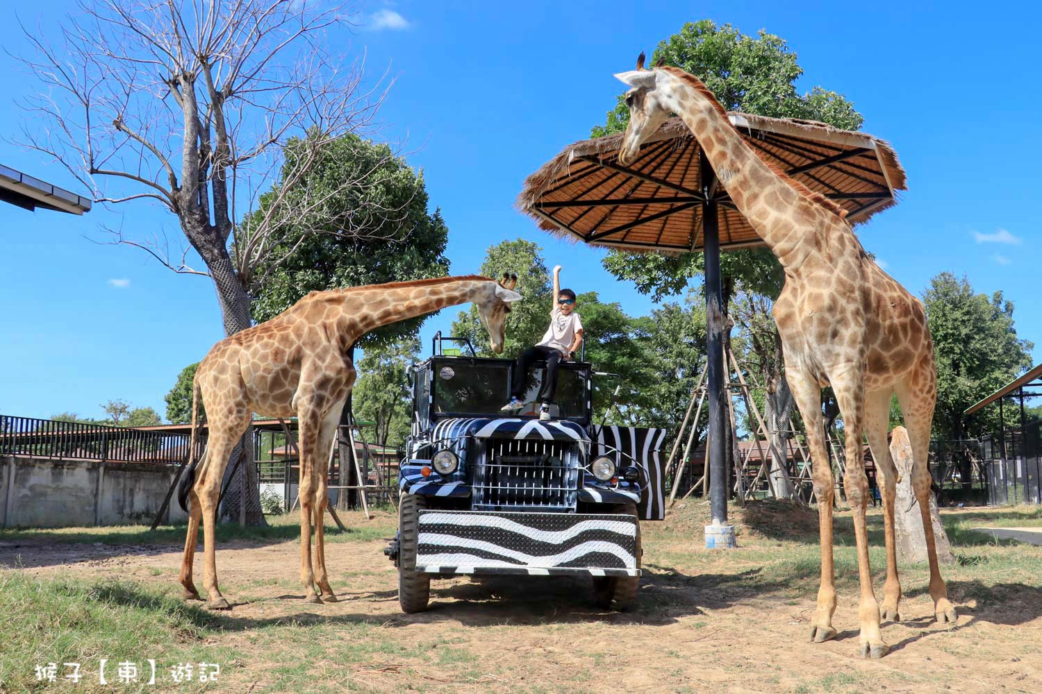 大城動物園,大城動物園門票,大城包車,大城獅子動物園,大城獅子園