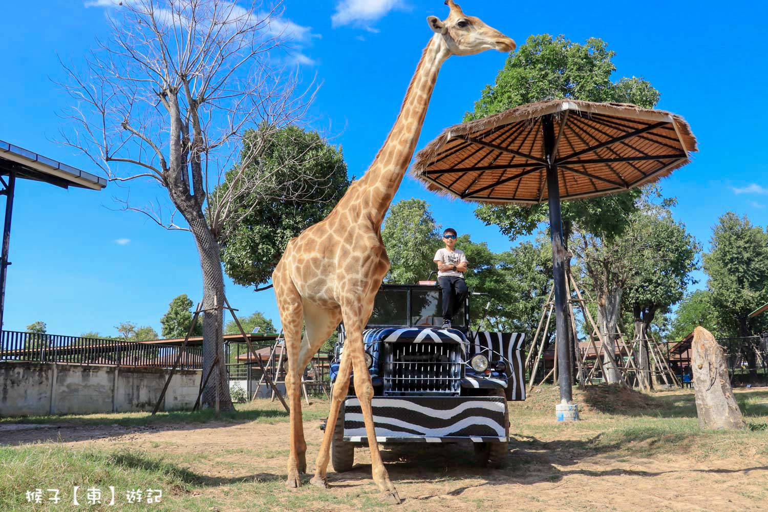 大城動物園,大城動物園門票,大城包車,大城獅子動物園,大城獅子園