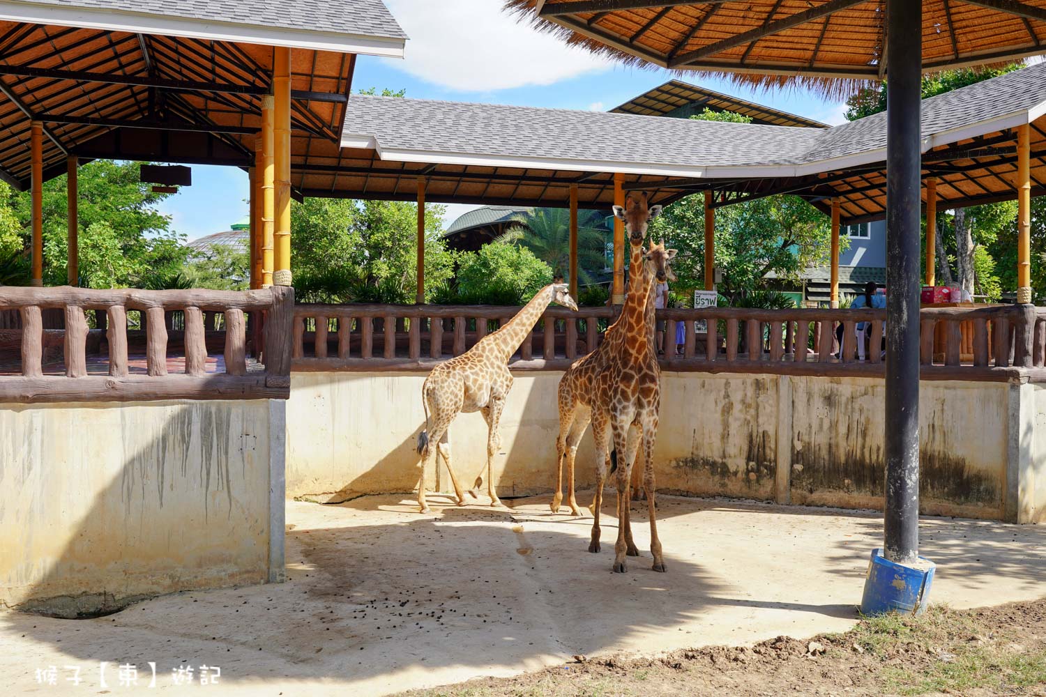 大城動物園,大城動物園門票,大城包車,大城獅子動物園,大城獅子園