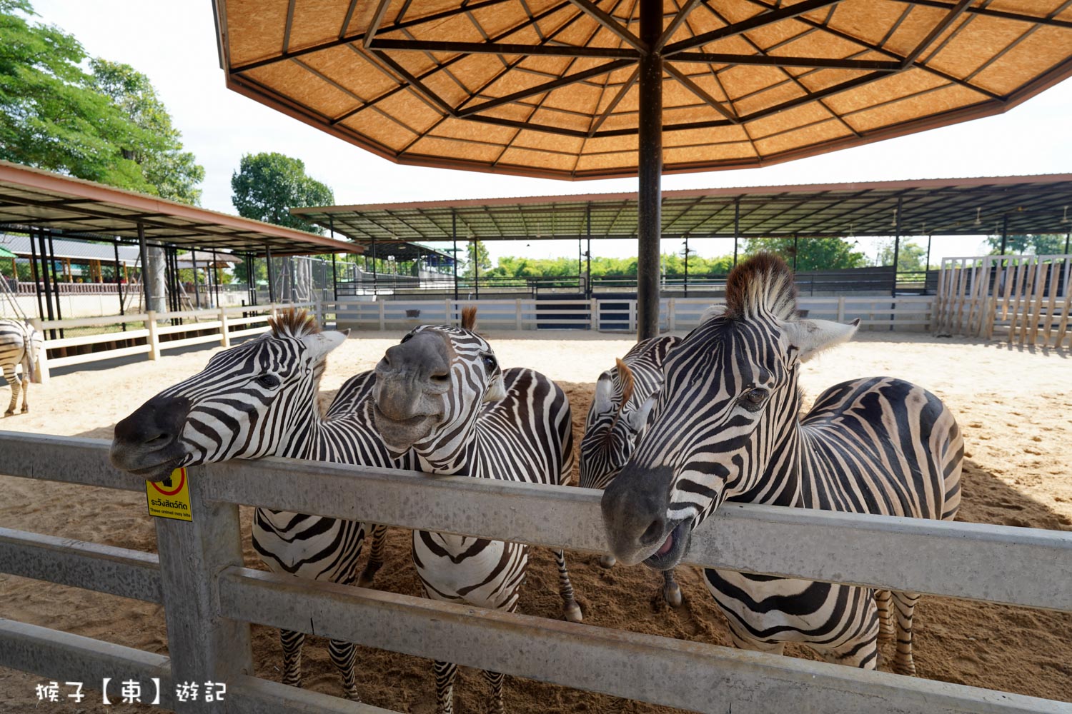 大城動物園一日遊,大城長尾船