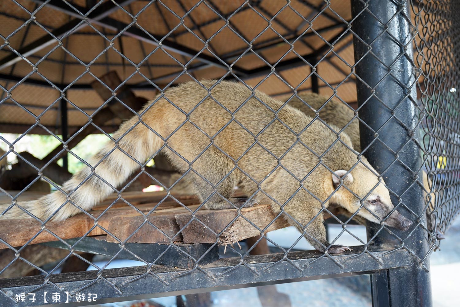 大城動物園,大城動物園門票,大城包車,大城獅子動物園,大城獅子園