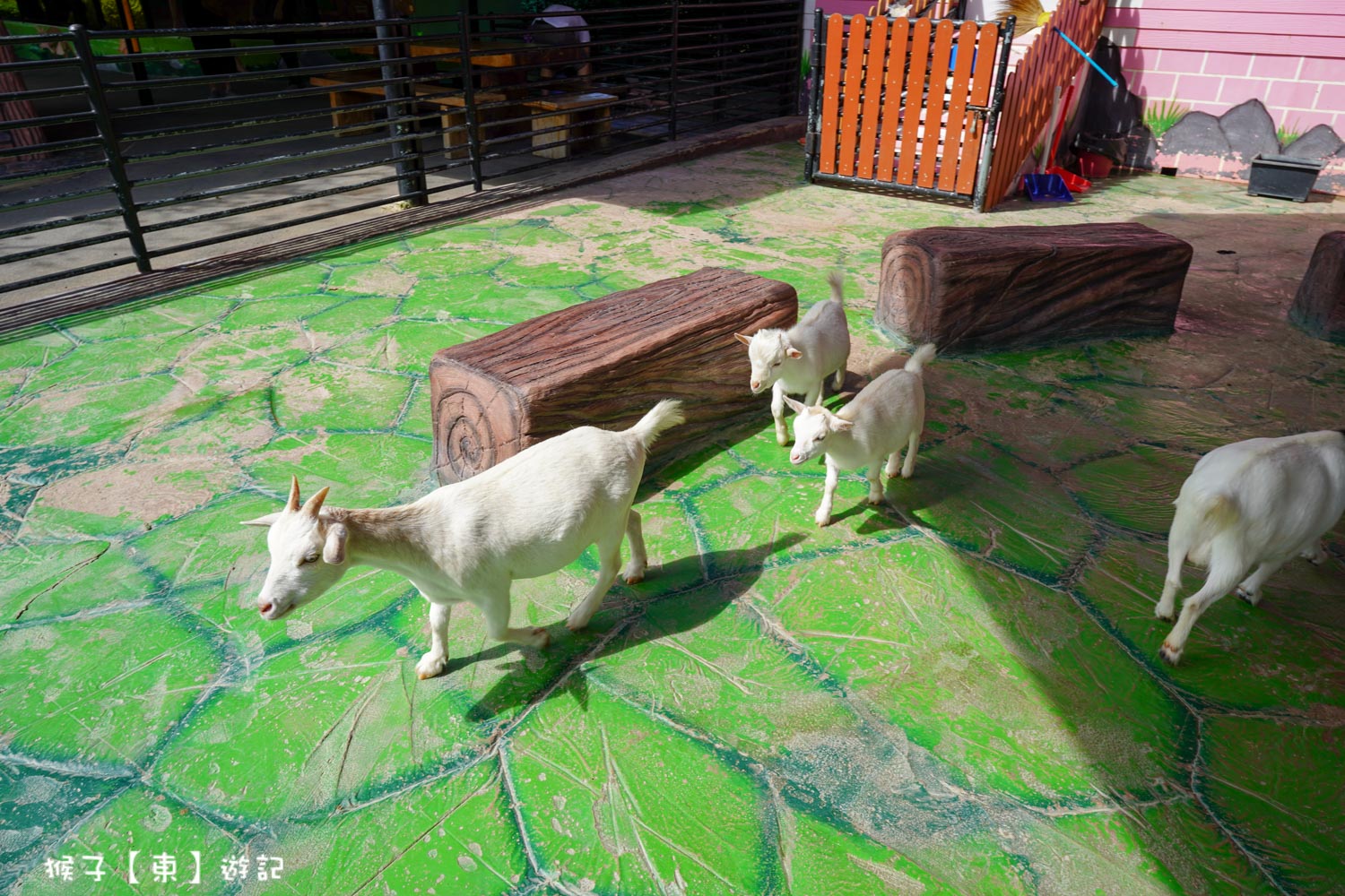 大城動物園一日遊,大城長尾船