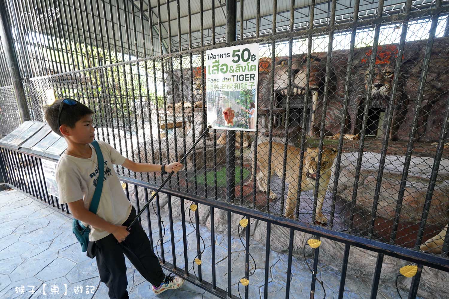 大城動物園一日遊,大城長尾船