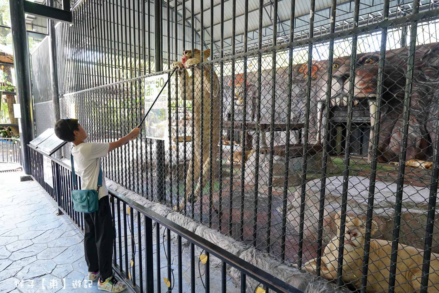 大城動物園,大城動物園門票,大城包車,大城獅子動物園,大城獅子園