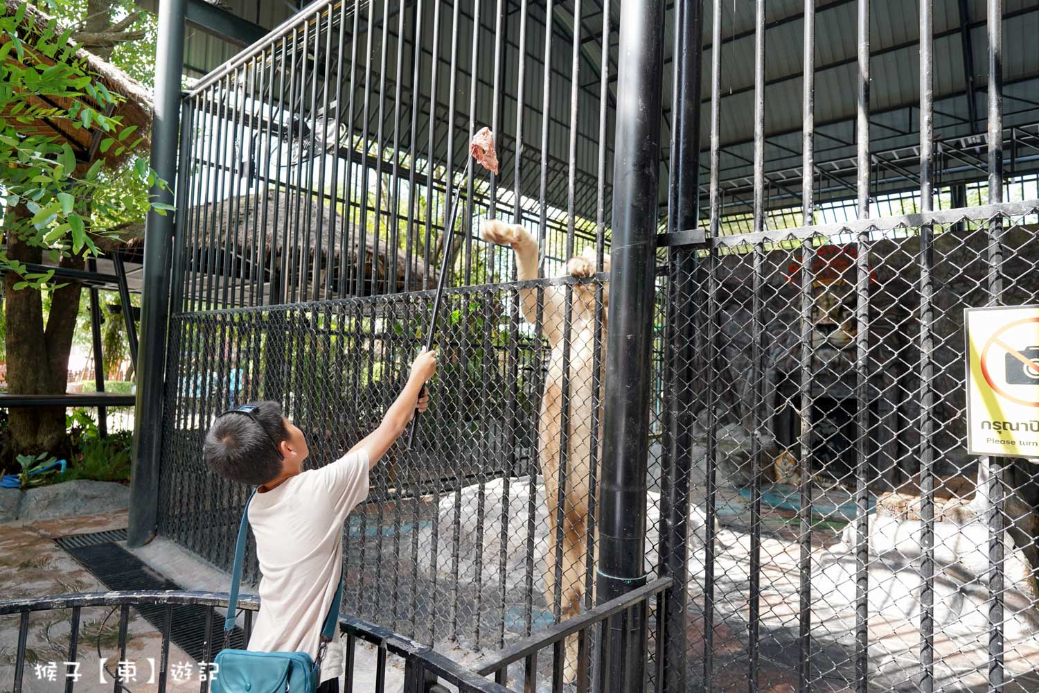 大城動物園,大城動物園門票,大城包車,大城獅子動物園,大城獅子園