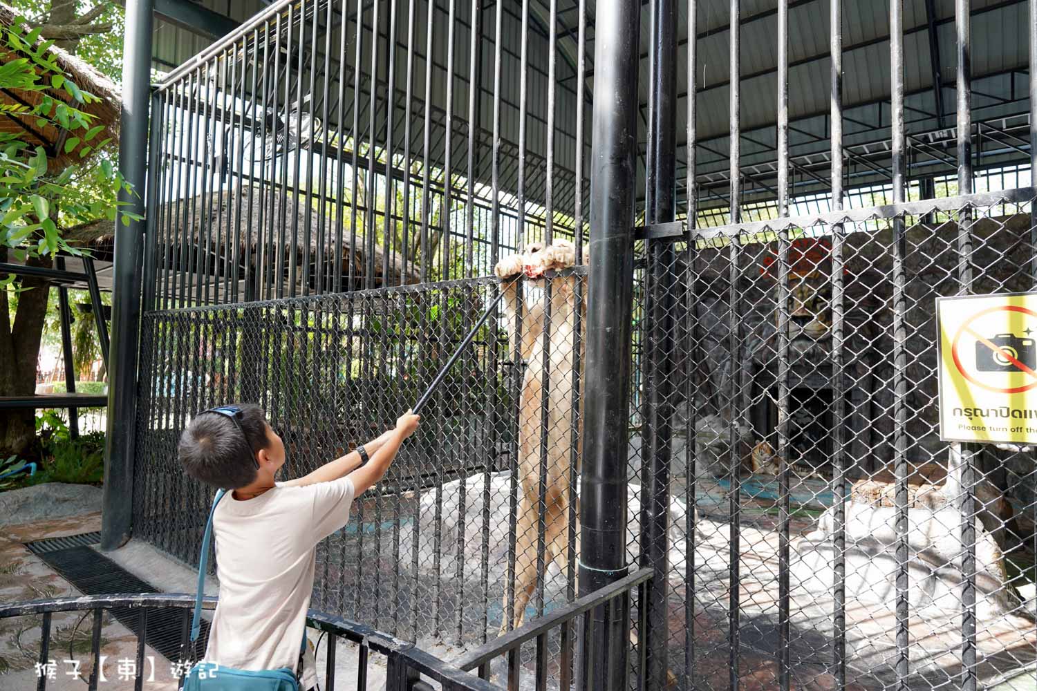 大城動物園,大城動物園門票,大城包車,大城獅子動物園,大城獅子園