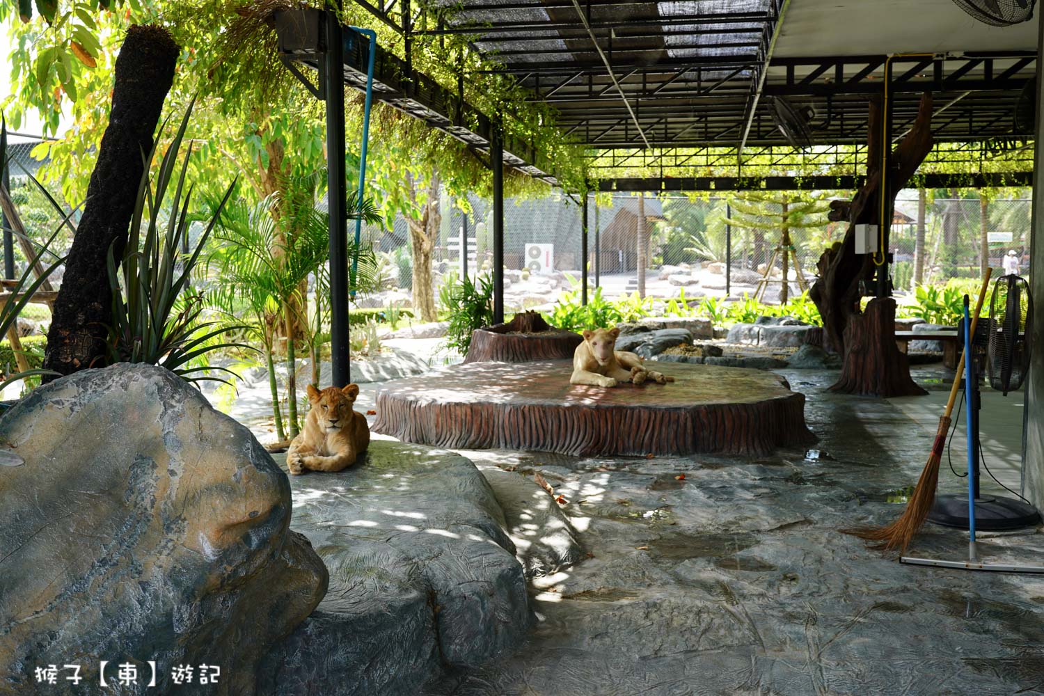 大城動物園,大城動物園門票,大城包車,大城獅子動物園,大城獅子園