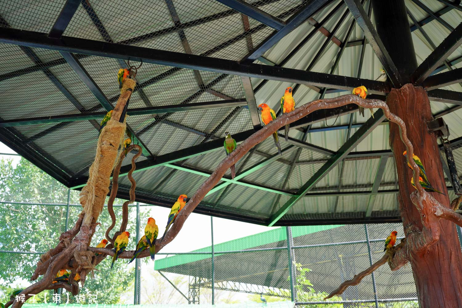 大城動物園,大城動物園門票,大城包車,大城獅子動物園,大城獅子園