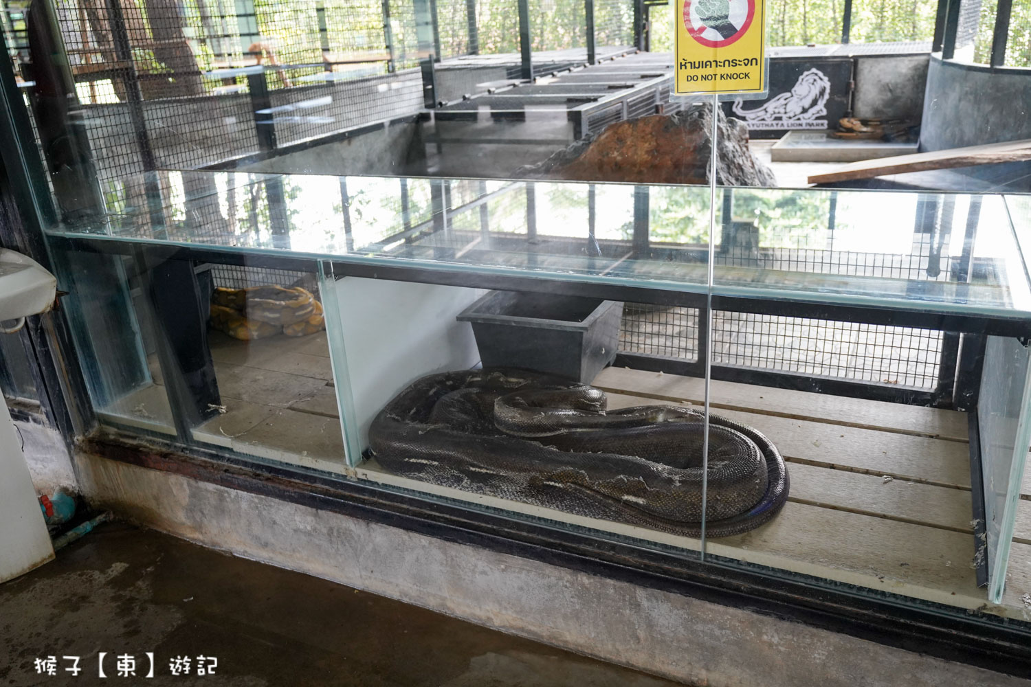 大城動物園,大城動物園門票,大城包車,大城獅子動物園,大城獅子園