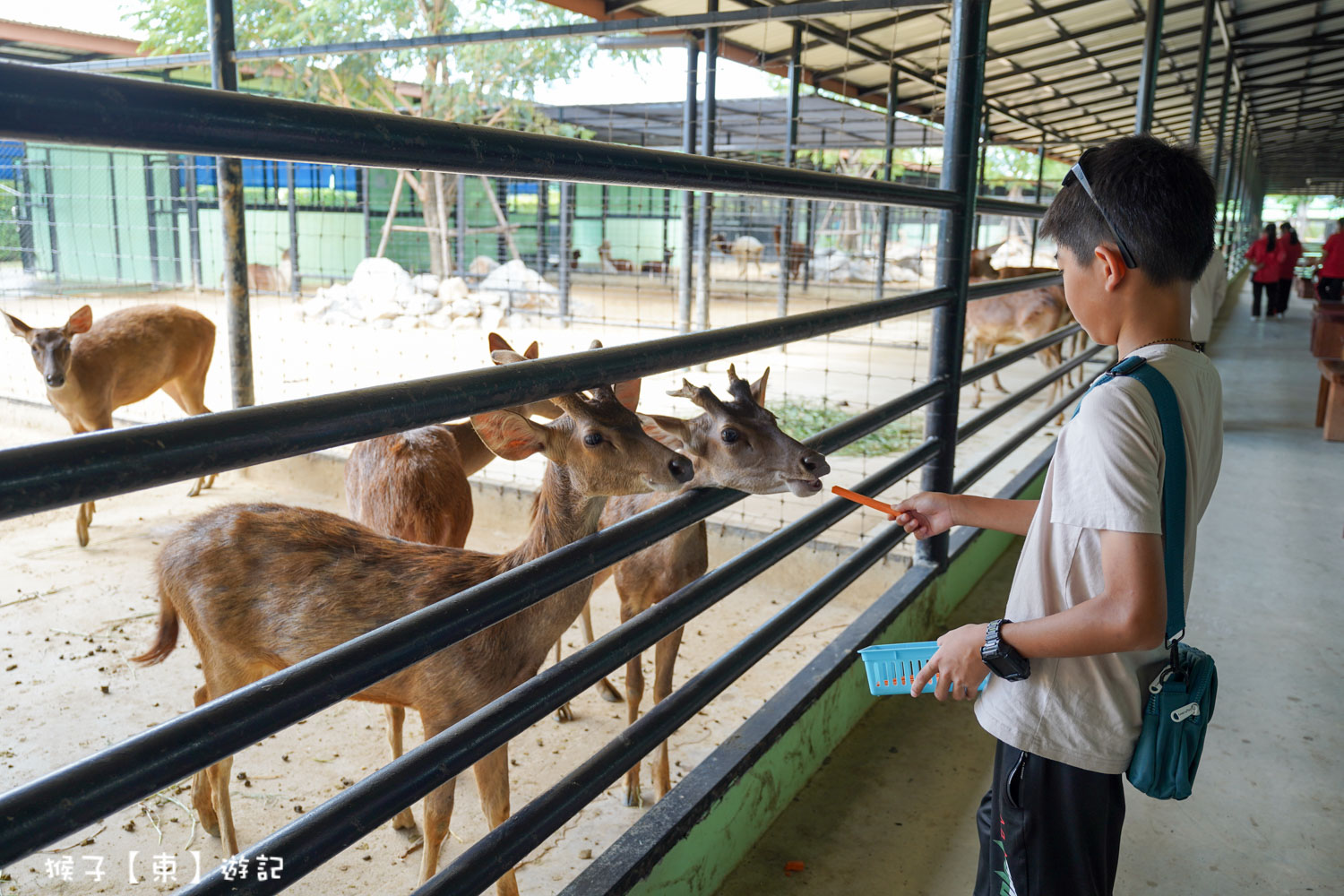 大城動物園,大城動物園門票,大城包車,大城獅子動物園,大城獅子園