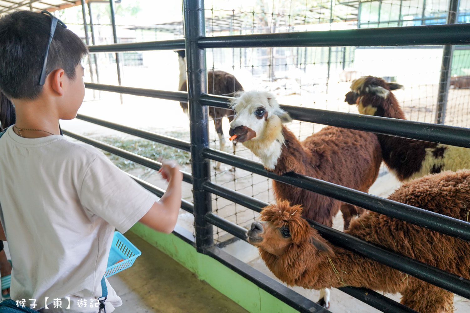 大城動物園,大城動物園門票,大城包車,大城獅子動物園,大城獅子園