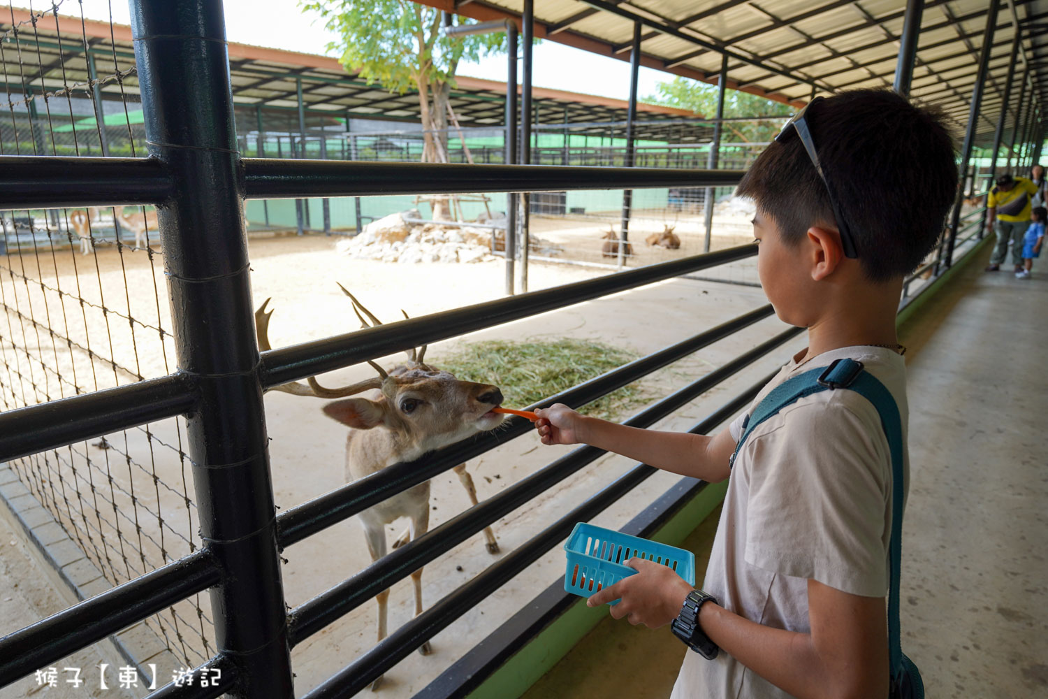 大城動物園,大城動物園門票,大城包車,大城獅子動物園,大城獅子園