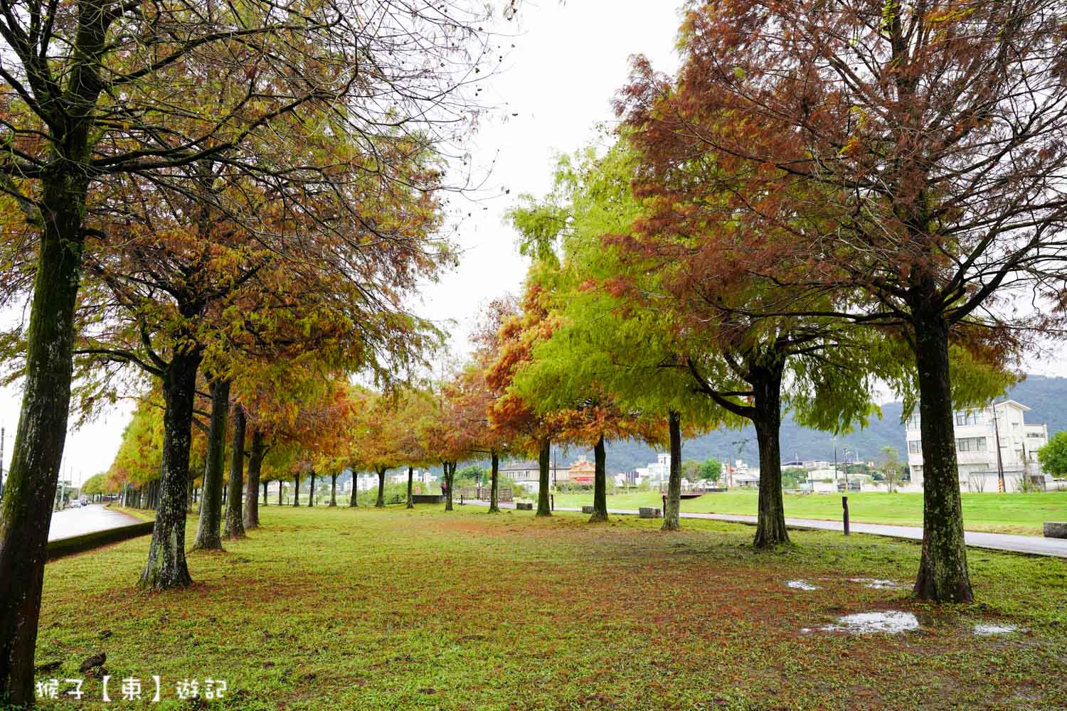 宜蘭三星安農溪落羽松大道