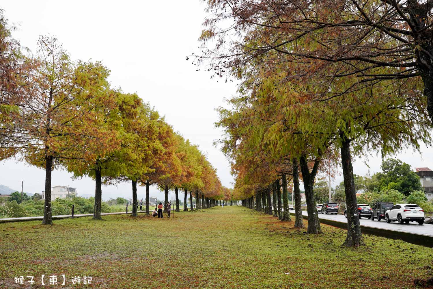 宜蘭三星安農溪落羽松大道