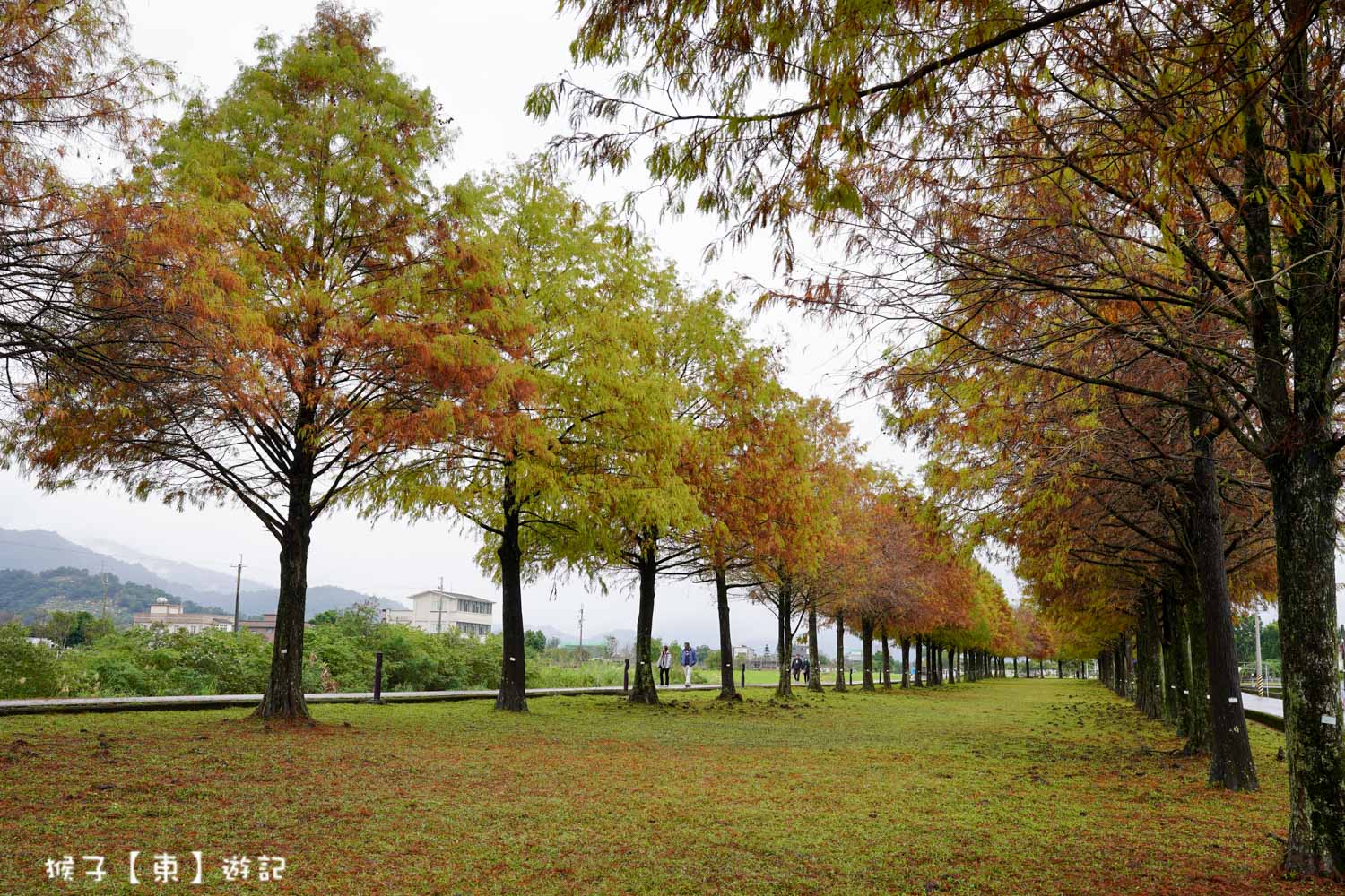 浪漫唯美落羽松大道 2026宜蘭安農溪落羽松最美季節 免費停車 免費入場 最新花況 交通攻略 @猴子【東】遊記 @猴子【東】遊記