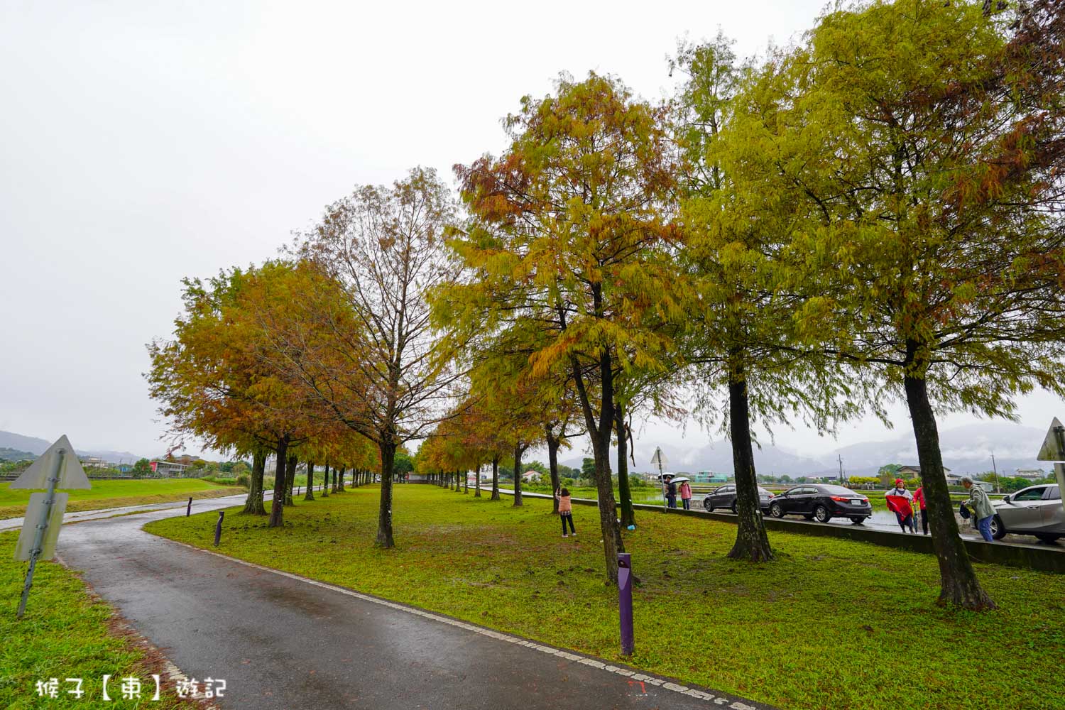 浪漫唯美落羽松大道 2026宜蘭安農溪落羽松最美季節 免費停車 免費入場 最新花況 交通攻略 @猴子【東】遊記 @猴子【東】遊記