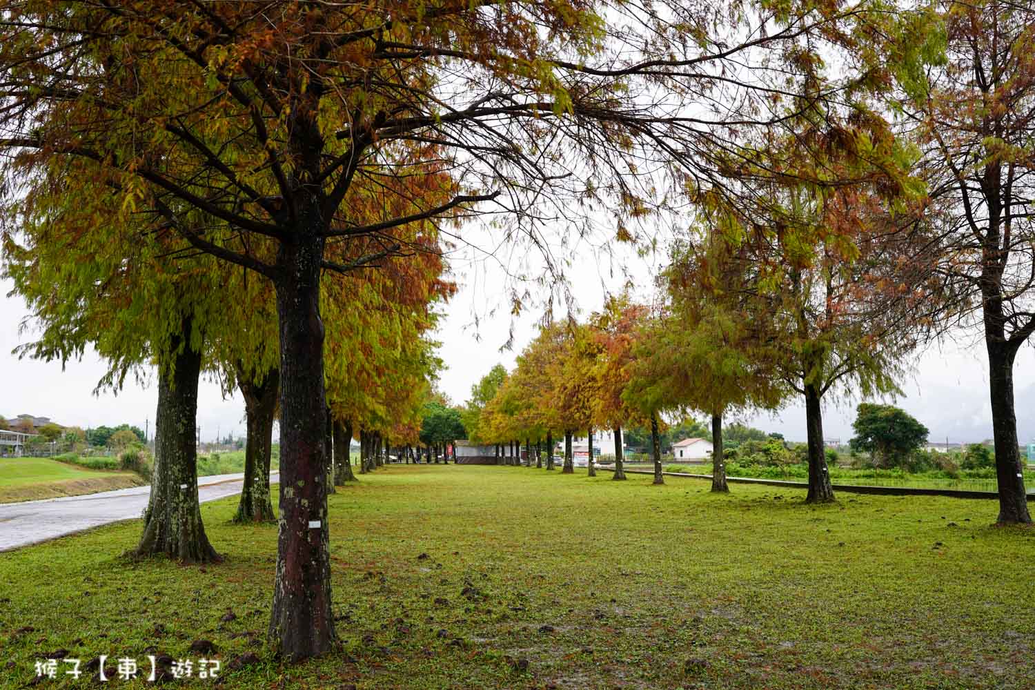 浪漫唯美落羽松大道 2026宜蘭安農溪落羽松最美季節 免費停車 免費入場 最新花況 交通攻略 @猴子【東】遊記 @猴子【東】遊記