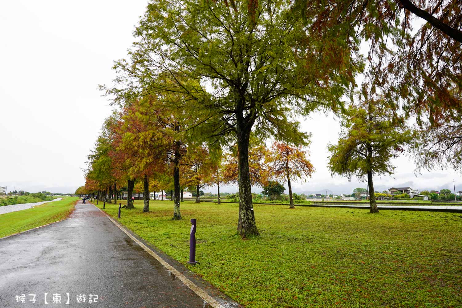 浪漫唯美落羽松大道 2026宜蘭安農溪落羽松最美季節 免費停車 免費入場 最新花況 交通攻略 @猴子【東】遊記 @猴子【東】遊記