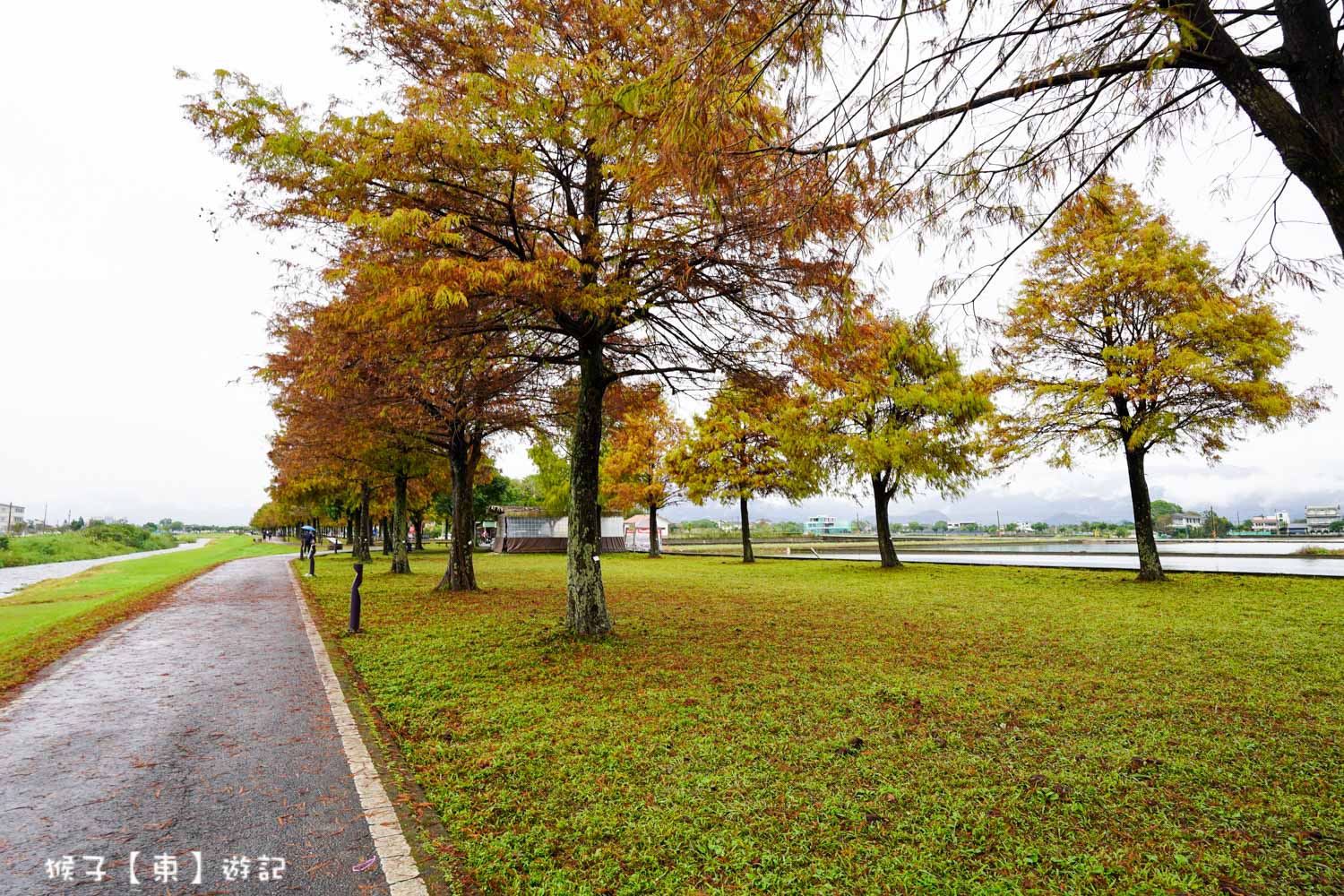 浪漫唯美落羽松大道 2026宜蘭安農溪落羽松最美季節 免費停車 免費入場 最新花況 交通攻略 @猴子【東】遊記 @猴子【東】遊記