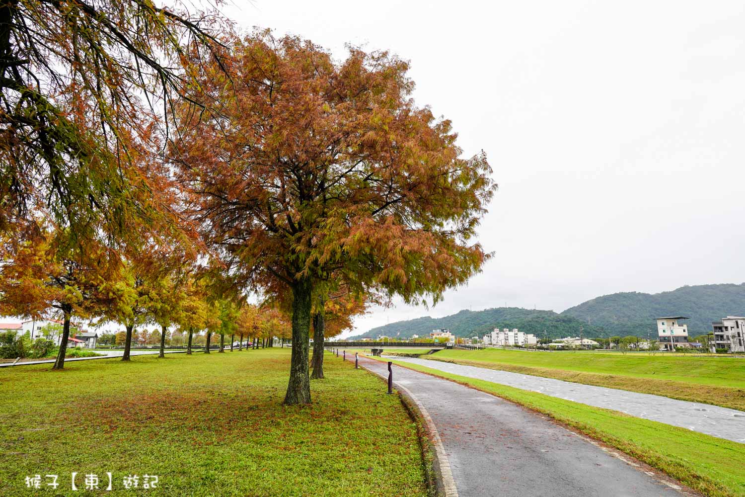 浪漫唯美落羽松大道 2026宜蘭安農溪落羽松最美季節 免費停車 免費入場 最新花況 交通攻略 @猴子【東】遊記 @猴子【東】遊記