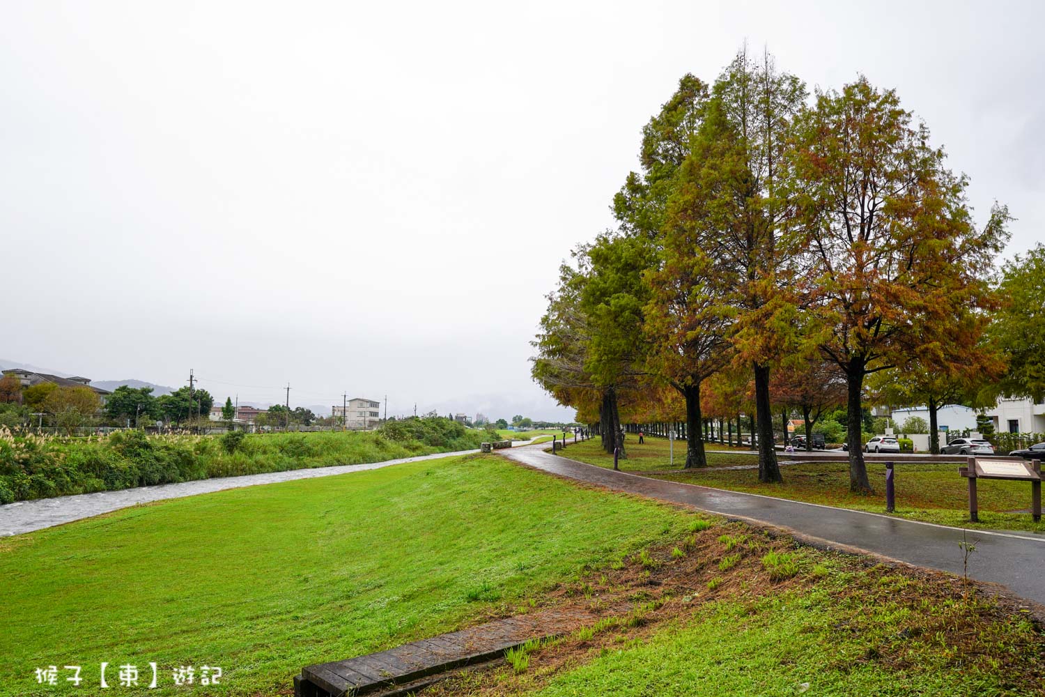 浪漫唯美落羽松大道 2026宜蘭安農溪落羽松最美季節 免費停車 免費入場 最新花況 交通攻略 @猴子【東】遊記 @猴子【東】遊記