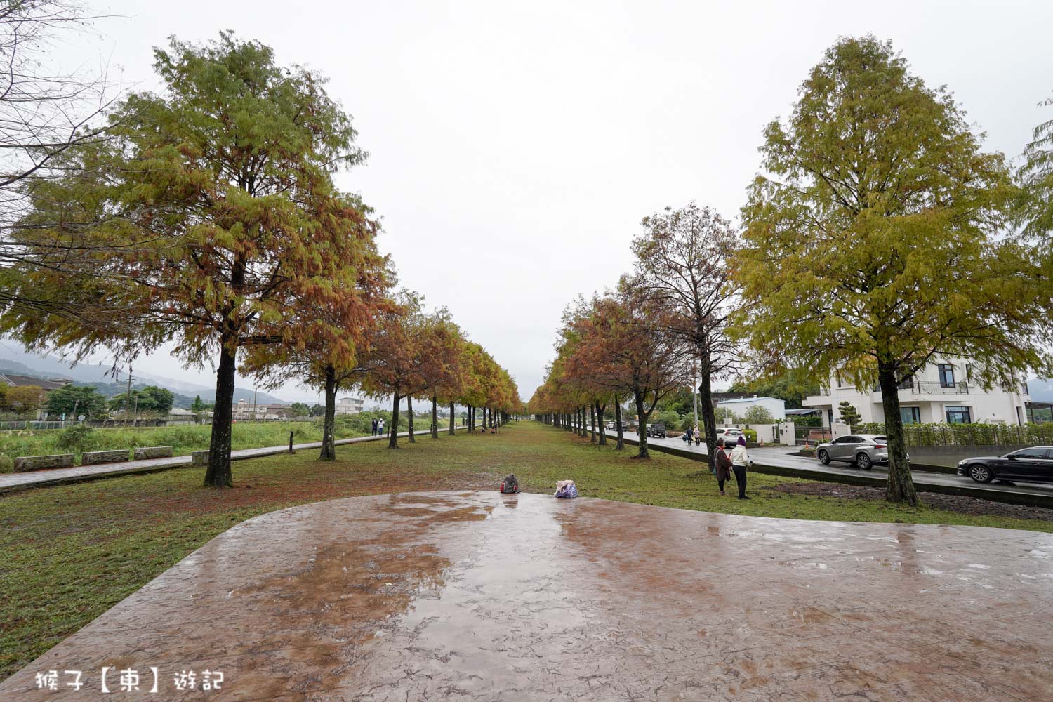 浪漫唯美落羽松大道 2026宜蘭安農溪落羽松最美季節 免費停車 免費入場 最新花況 交通攻略 @猴子【東】遊記 @猴子【東】遊記