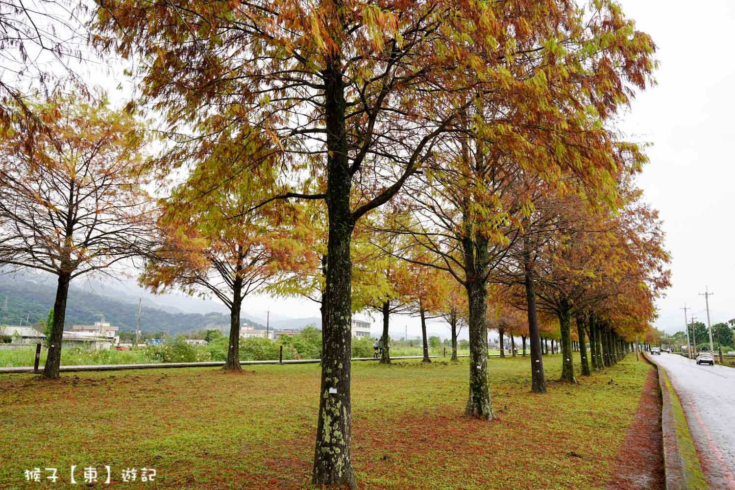 浪漫唯美落羽松大道 2026宜蘭安農溪落羽松最美季節 免費停車 免費入場 最新花況 交通攻略 @猴子【東】遊記 @猴子【東】遊記