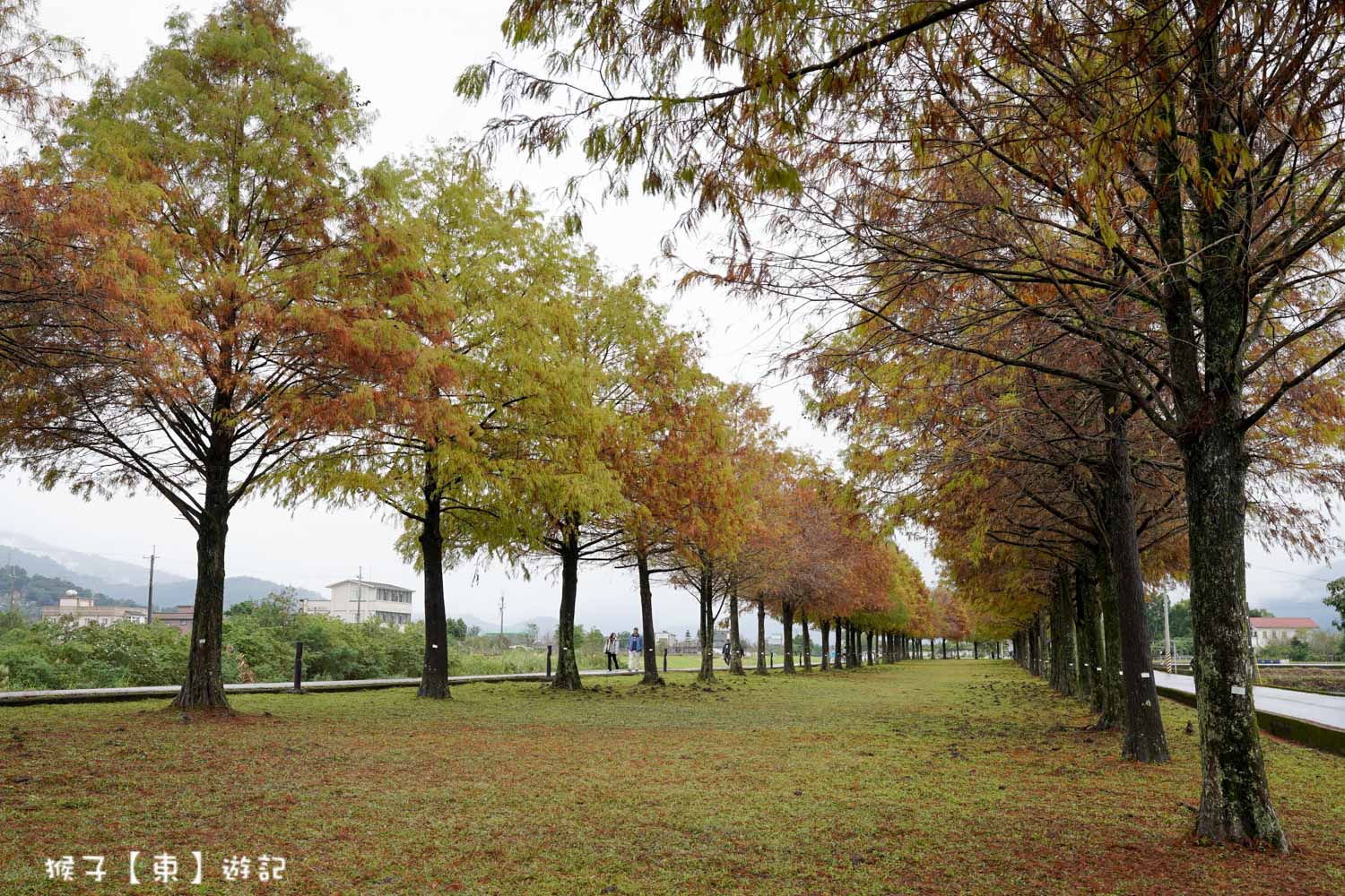 浪漫唯美落羽松大道 2026宜蘭安農溪落羽松最美季節 免費停車 免費入場 最新花況 交通攻略 @猴子【東】遊記 @猴子【東】遊記