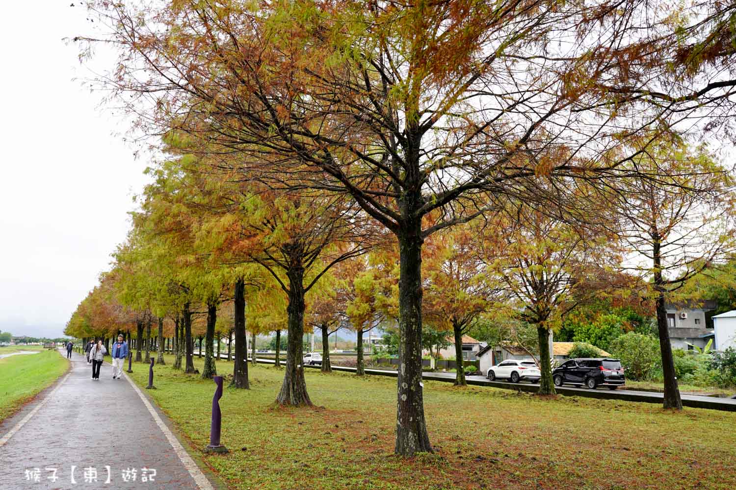 浪漫唯美落羽松大道 2026宜蘭安農溪落羽松最美季節 免費停車 免費入場 最新花況 交通攻略 @猴子【東】遊記 @猴子【東】遊記