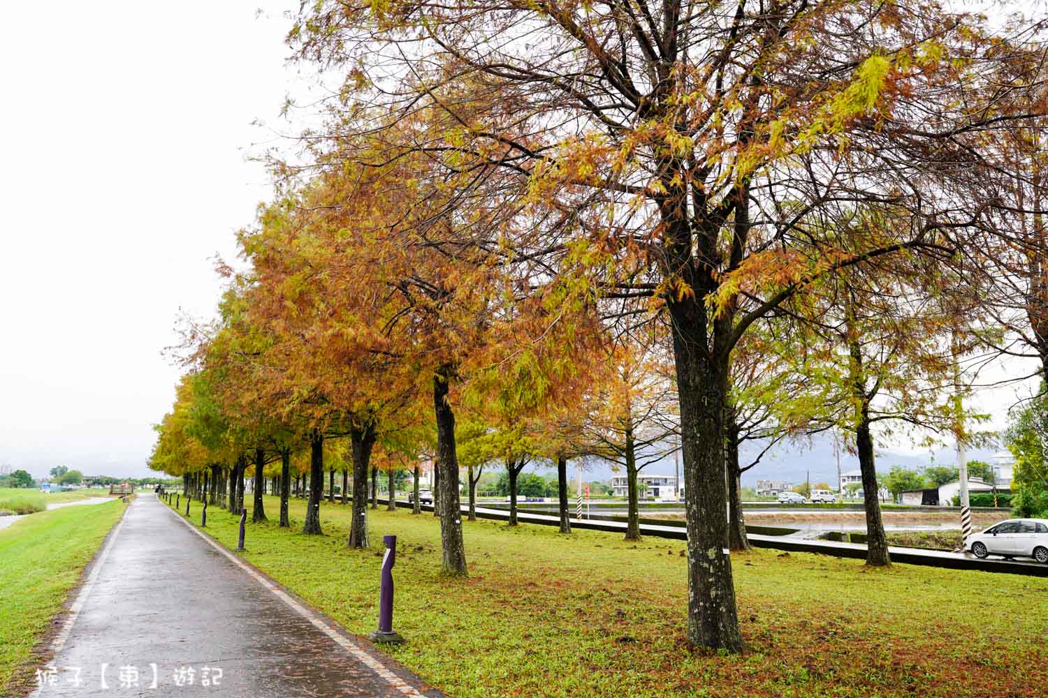 浪漫唯美落羽松大道 2026宜蘭安農溪落羽松最美季節 免費停車 免費入場 最新花況 交通攻略 @猴子【東】遊記 @猴子【東】遊記