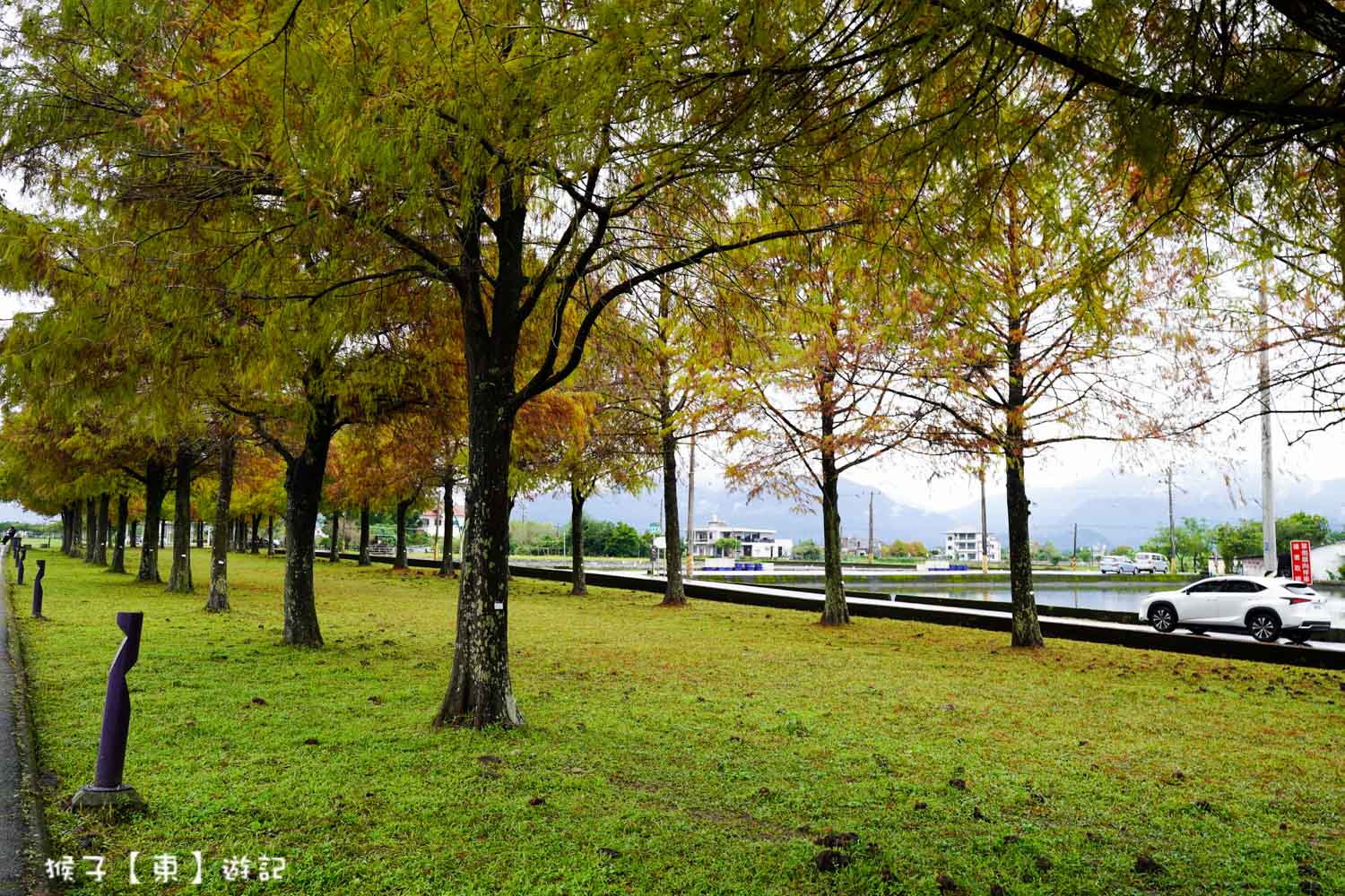 浪漫唯美落羽松大道 2026宜蘭安農溪落羽松最美季節 免費停車 免費入場 最新花況 交通攻略 @猴子【東】遊記 @猴子【東】遊記
