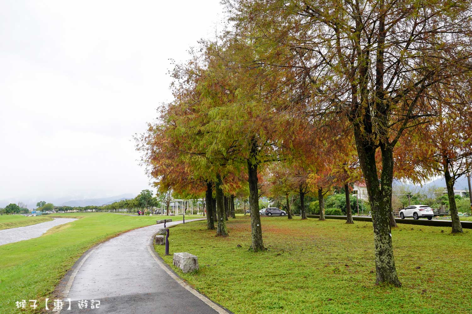 浪漫唯美落羽松大道 2026宜蘭安農溪落羽松最美季節 免費停車 免費入場 最新花況 交通攻略 @猴子【東】遊記 @猴子【東】遊記