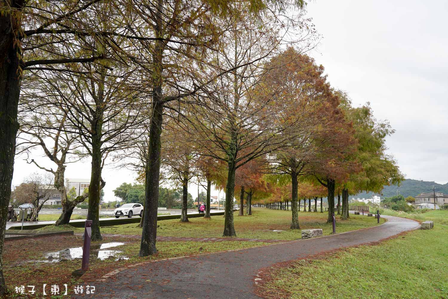 浪漫唯美落羽松大道 2026宜蘭安農溪落羽松最美季節 免費停車 免費入場 最新花況 交通攻略 @猴子【東】遊記 @猴子【東】遊記