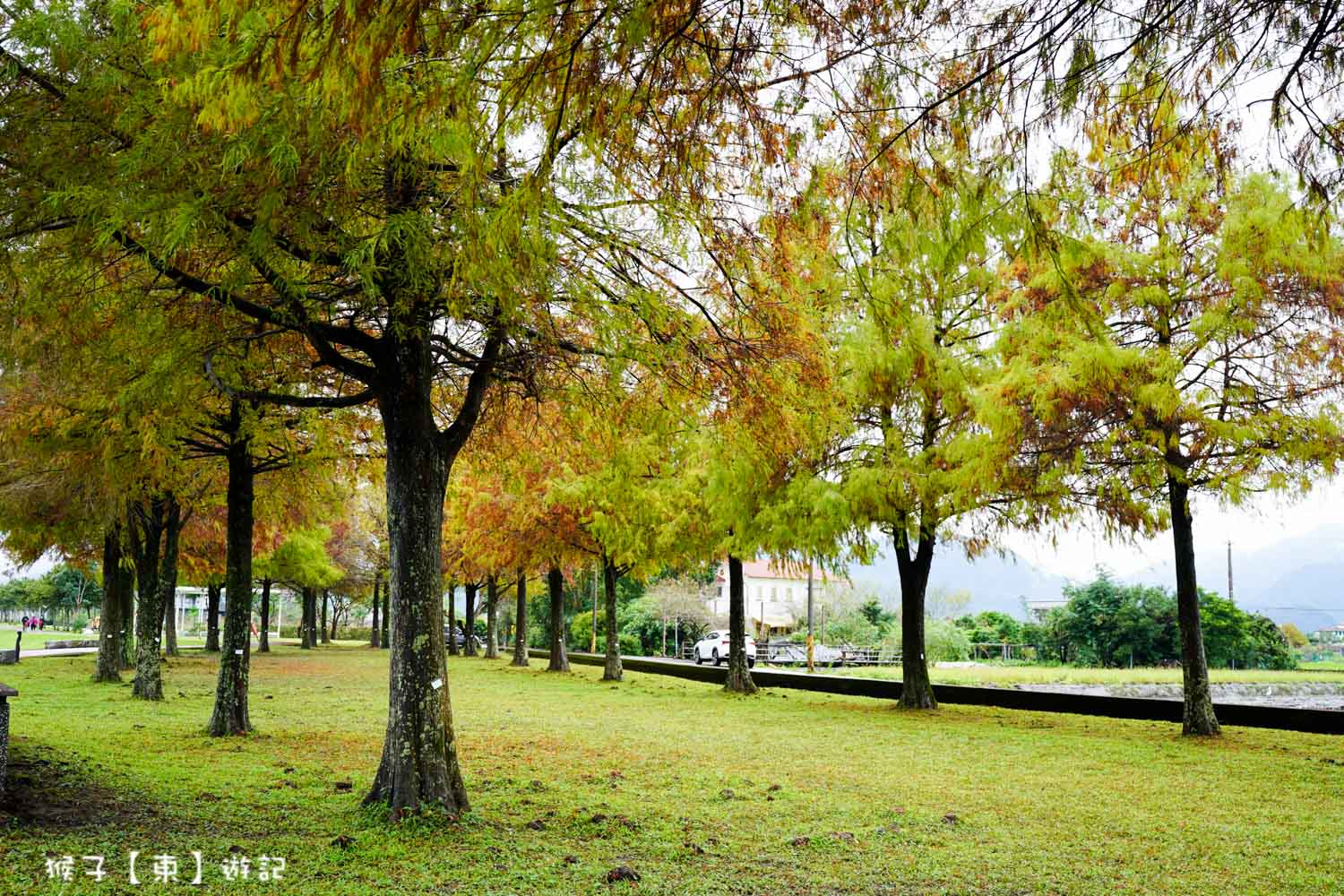 浪漫唯美落羽松大道 2026宜蘭安農溪落羽松最美季節 免費停車 免費入場 最新花況 交通攻略 @猴子【東】遊記 @猴子【東】遊記