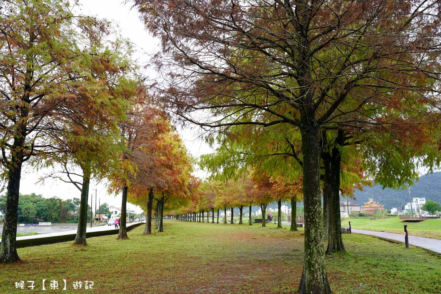 浪漫唯美落羽松大道 2026宜蘭安農溪落羽松最美季節 免費停車 免費入場 最新花況 交通攻略 @猴子【東】遊記 @猴子【東】遊記