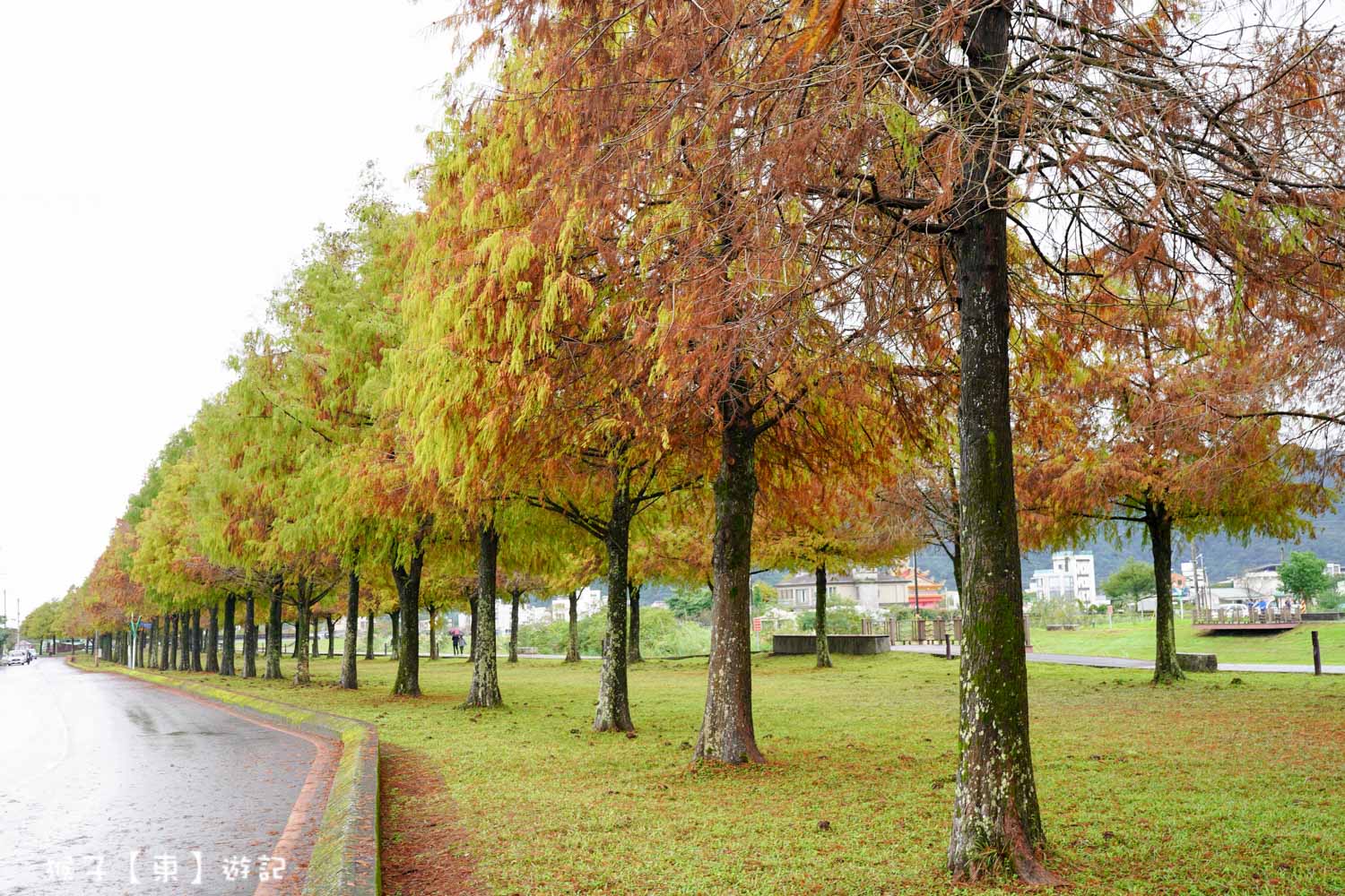 浪漫唯美落羽松大道 2026宜蘭安農溪落羽松最美季節 免費停車 免費入場 最新花況 交通攻略 @猴子【東】遊記 @猴子【東】遊記