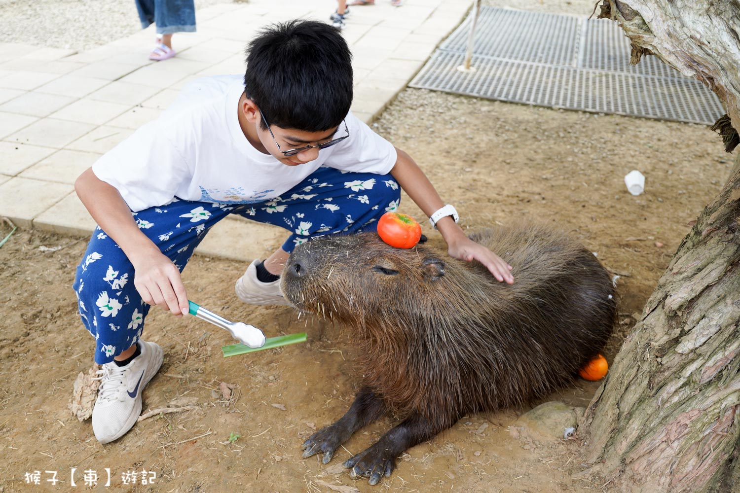 網站近期文章：[嘉義] 萌寵村親子樂園 近距離餵食卡皮巴拉 梅花鹿 兔兔好療癒 戶外草坪跑跳放電親子景點