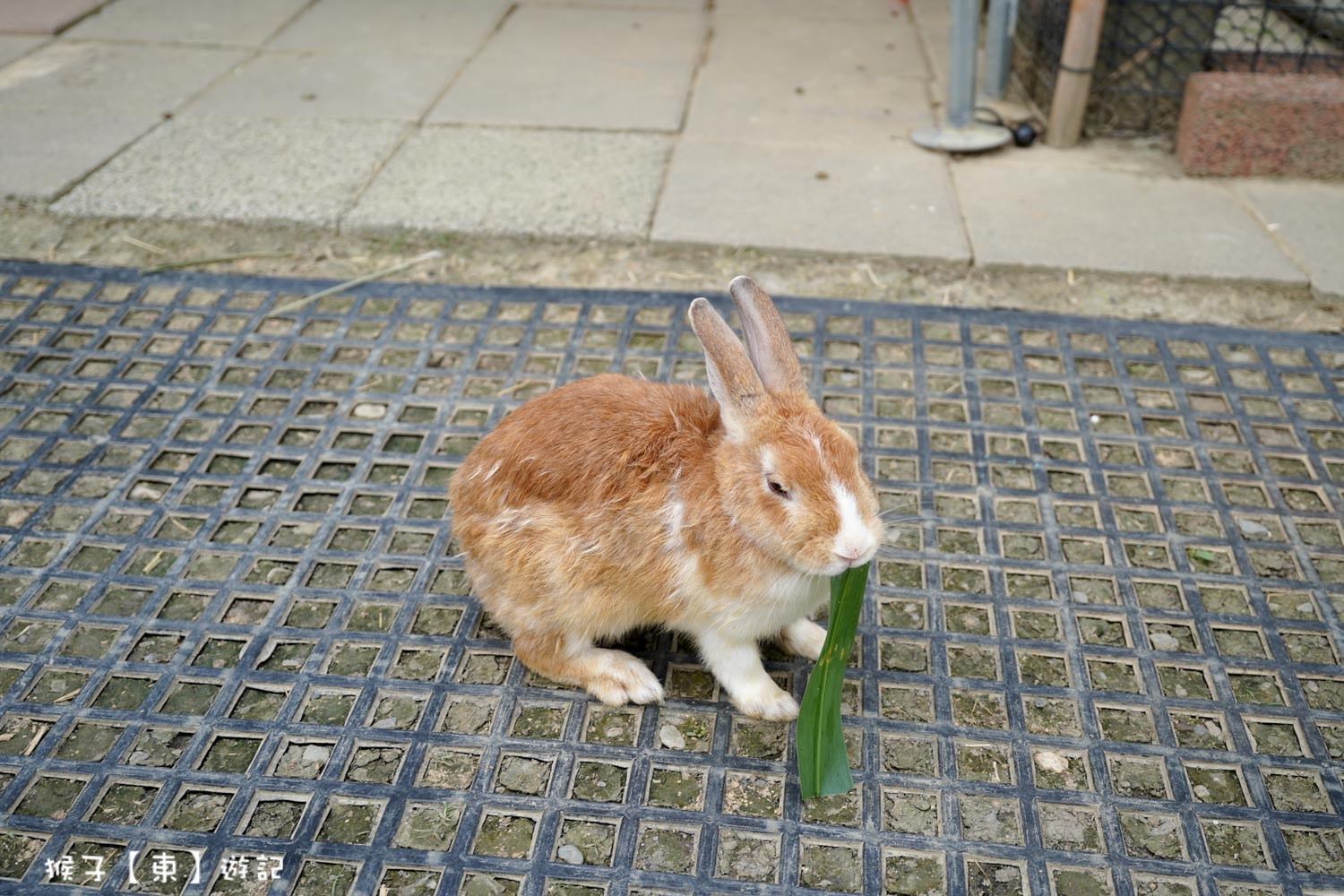  @猴子【東】遊記