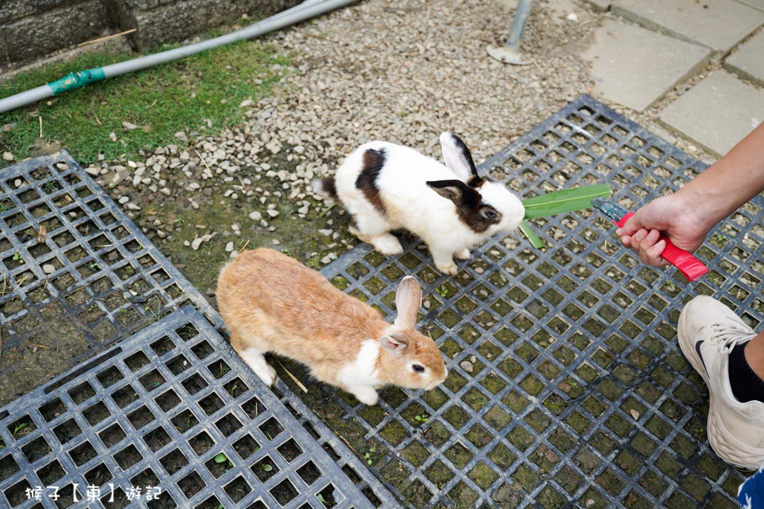  @猴子【東】遊記