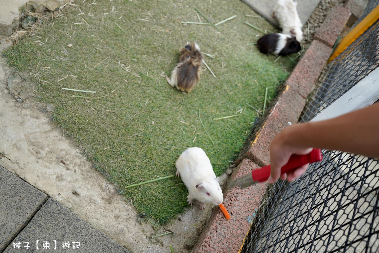  @猴子【東】遊記