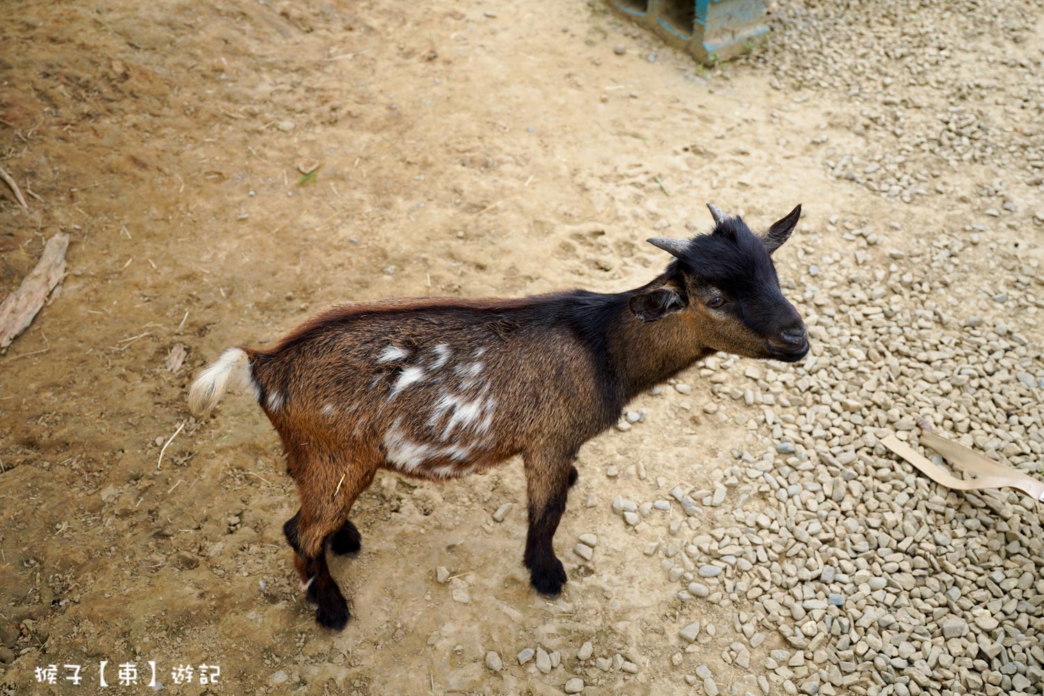  @猴子【東】遊記